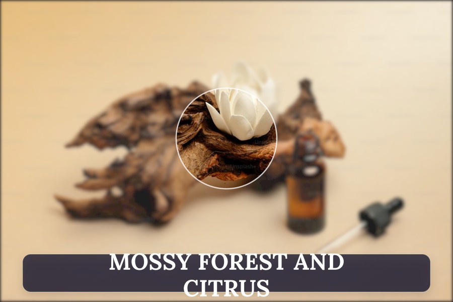 mossy forest and citrus